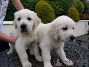 Zdjęcie №1. labrador retriever - na sprzedaż w „S-hertogenbosch | negocjowane | Zapowiedź №169005