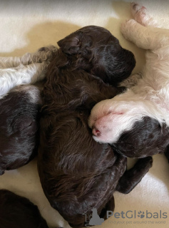 Dodatkowe zdjęcia: Szczenięta Lagotto Romagnolo