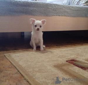 Dodatkowe zdjęcia: Szczeniak Chihuahua (chłopiec)