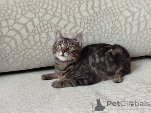 Zdjęcie №1.  - na sprzedaż w Mińsk | Bezpłatny | Zapowiedź № 164929