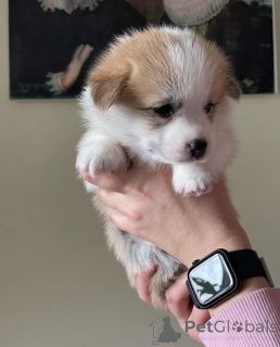 Zdjęcie №2 do zapowiedźy № 155808 na sprzedaż  welsh corgi - wkupić się Niemcy hodowca