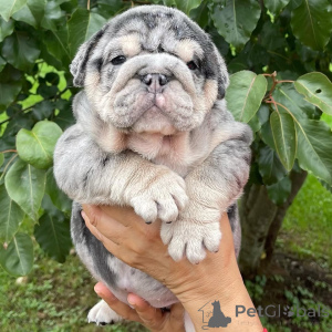 Zdjęcie №2 do zapowiedźy № 142156 na sprzedaż   - wkupić się Ukraina 