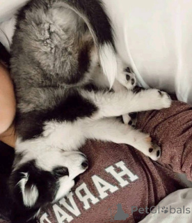 Zdjęcie №2 do zapowiedźy № 161317 na sprzedaż   - wkupić się USA 