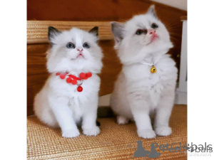 Zdjęcie №1. ragdoll - na sprzedaż w Alicante | negocjowane | Zapowiedź № 176431