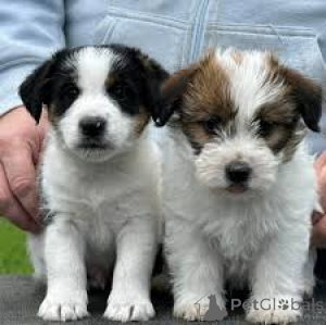 Zdjęcie №1. jack russell terrier - na sprzedaż w Paryż | 3348zł | Zapowiedź №160964