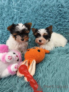Zdjęcie №3. Sprzedam mini szczeniaka, suczkę Biewer Yorkshire Terrier, małą księżniczkę.. Gruzja