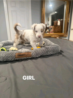 Zdjęcie №3. Szczenięta z pasterzy australijskich do adopcji. USA