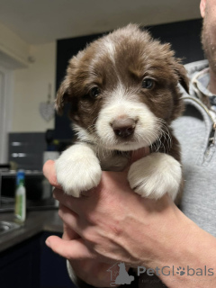 Zdjęcie №2 do zapowiedźy № 172225 na sprzedaż  border collie - wkupić się Dania prywatne ogłoszenie