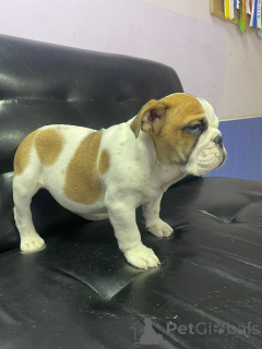 Zdjęcie №3. Shalumova Oksana Alexandrovna. Federacja Rosyjska