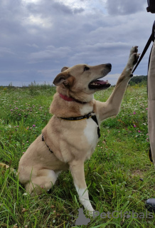 Zdjęcie №2 do zapowiedźy № 66698 na sprzedaż  pies nierasowy - wkupić się Federacja Rosyjska prywatne ogłoszenie