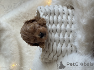 Zdjęcie №3. Szczeniak Maltipoo. Federacja Rosyjska