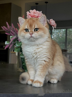Zdjęcie №4. Sprzedam chinchilla cat w Hamburg. hodowca - cena - negocjowane