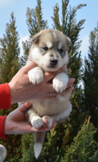 Dodatkowe zdjęcia: Szczeniakom Siberian Husky oferuje się rezerwację