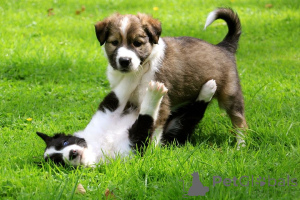 Zdjęcie №2 do zapowiedźy № 168186 na sprzedaż  border collie - wkupić się Szwecja prywatne ogłoszenie, hodowca