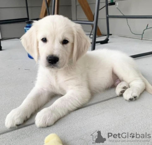 Zdjęcie №1. golden retriever - na sprzedaż w Caracas | negocjowane | Zapowiedź №47984