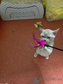 Zdjęcie №3. Birma Kitten szuka kochającego domu.. Austria