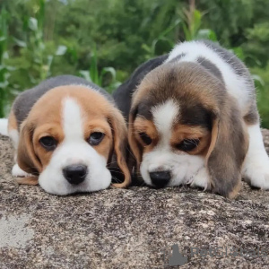 Dodatkowe zdjęcia: Szczenięta rasy beagle szukają domów stałych