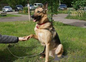Zdjęcie №1. pies nierasowy - na sprzedaż w Москва | Bezpłatny | Zapowiedź №8932