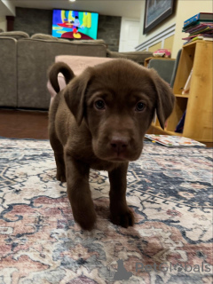 Zdjęcie №3. Szczeniaki labradora retrievera Delikatne serca, nieograniczona energia. Holandia