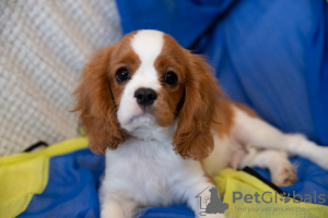 Zdjęcie №2 do zapowiedźy № 43859 na sprzedaż  cavalier king charles spaniel - wkupić się Estonia od żłobka