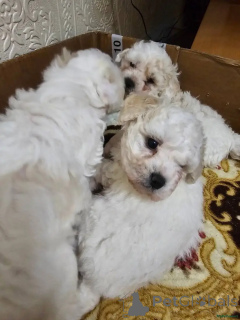 Zdjęcie №3. Bichon Frisé Welpen WhatsApp 44 7453 907158. Niemcy