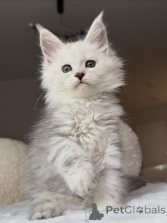 Zdjęcie №2 do zapowiedźy № 157085 na sprzedaż  maine coon - wkupić się Wielka Brytania 