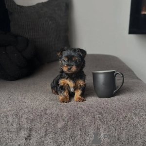 Zdjęcie №2 do zapowiedźy № 173558 na sprzedaż  yorkshire terrier - wkupić się Niemcy hodowca