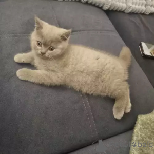 Zdjęcie №2 do zapowiedźy № 167272 na sprzedaż  scottish fold - wkupić się Niemcy prywatne ogłoszenie