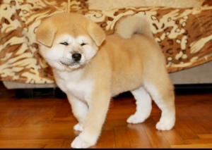 Dodatkowe zdjęcia: Japoskie szczenita Akita Inu kupuj psa