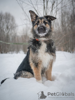 Zdjęcie №2 do zapowiedźy № 97008 na sprzedaż  pies nierasowy - wkupić się Federacja Rosyjska ze schronu