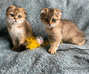 Zdjęcie №3. samce i samice kociąt Scottish Fold. Wielka Brytania