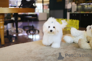 Zdjęcie №1. maltańczyk - na sprzedaż w Allentown | 1520zł | Zapowiedź №152628