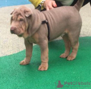 Zdjęcie №4. Sprzedam shar pei w Petersburg. prywatne ogłoszenie - cena - 3163zł