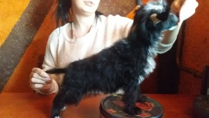 Zdjęcie №3. Przystojny facet, Dokumentuje KSU FCI. Ukraina