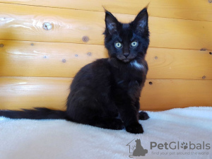 Dodatkowe zdjęcia: Czarny kociak Maine Coon z białym medalionem