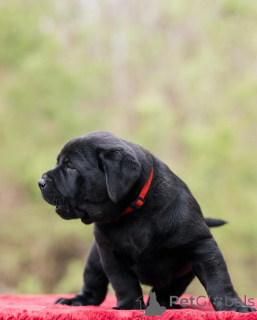 Zdjęcie №4. Sprzedam labrador retriever w London Borough of Camden. prywatne ogłoszenie - cena - negocjowane