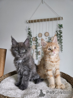 Zdjęcie №1. maine coon - na sprzedaż w Brno | negocjowane | Zapowiedź № 177873