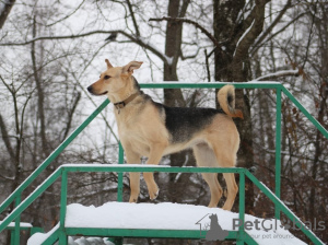 Zdjęcie №1. pies nierasowy - na sprzedaż w Москва | Bezpłatny | Zapowiedź №10778