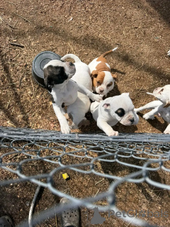 Zdjęcie №2 do zapowiedźy № 138994 na sprzedaż  buldog amerykański - wkupić się USA hodowca