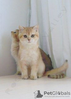Zdjęcie №4. Sprzedam kot brytyjski krótkowłosy w Zaporoże. hodowca - cena - 2689zł