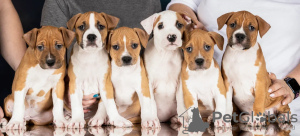 Zdjęcie №4. Sprzedam amerykański staffordshire terier w Kemerowo. hodowca - cena - negocjowane