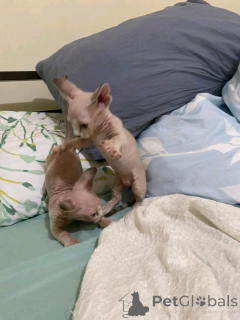 Zdjęcie №4. Sprzedam bambino w Berlin. prywatne ogłoszenie, hodowca - cena - 2392zł