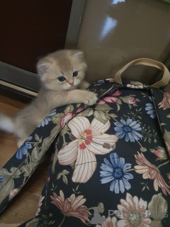 Zdjęcie №1. kot brytyjski długowłosy - na sprzedaż w Serpoukhov | 5157zł | Zapowiedź № 139258