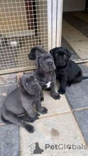 Zdjęcie №1. cane corso - na sprzedaż w Bayerbach | negocjowane | Zapowiedź №161073