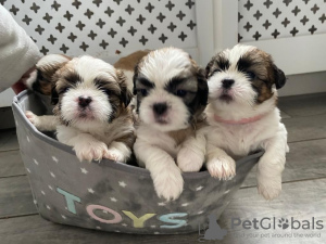 Zdjęcie №3. Urocze szczenięta Shih Tzu do bezpłatnej adopcji. Niemcy