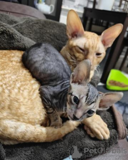 Zdjęcie №2 do zapowiedźy № 123672 na sprzedaż  kot cornish rex - wkupić się Niemcy prywatne ogłoszenie