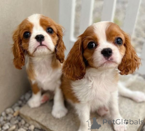 Zdjęcie №1. cavalier king charles spaniel - na sprzedaż w Bukareszt | negocjowane | Zapowiedź №175609