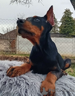 Zdjęcie №3. Doberman szczenięta. Serbia