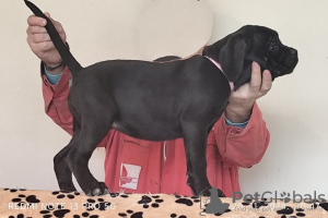 Zdjęcie №2 do zapowiedźy № 125364 na sprzedaż  cane corso - wkupić się Serbia 