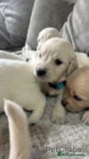 Zdjęcie №1. golden retriever - na sprzedaż w Gardabani | negocjowane | Zapowiedź №169266